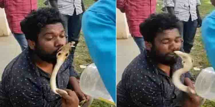 പിടികൂടിയ പാമ്പിനെ ചുംബിക്കാൻ ശ്രമിച്ചു, പാമ്പുപിടുത്തക്കാരന്റെ ചുണ്ടിൽ മൂർഖൻ കൊത്തി