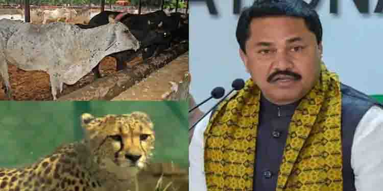 ചീറ്റപ്പുലികളെ കൊണ്ടുവന്നത് ലംപി സ്കിന്‍ രോഗം പടര്‍ത്താന്‍; കേന്ദ്രത്തിനെതിരെ കോണ്‍ഗ്രസ് നേതാവ്