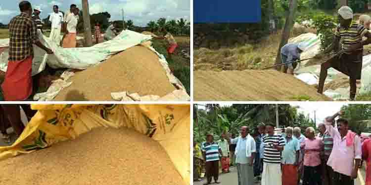 ക‍ർഷക‍ർക്ക് ആശ്വാസം: നെല്ല് സംഭരണം ഇന്ന് മുതൽ വീണ്ടും തുടങ്ങും