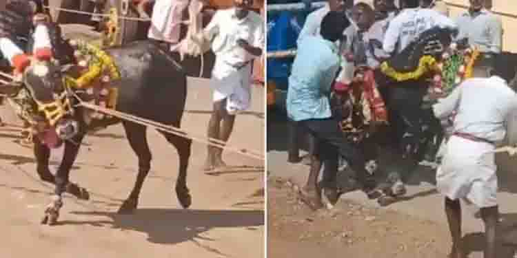 കർണാടകയിൽ കാളയോട്ടമത്സരത്തിനിടെ രണ്ട് മരണം; പരിപാടിയെക്കുറിച്ച് അറിവുണ്ടായിരുന്നില്ലെന്ന് പൊലീസ്