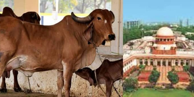 ‘പശുവിനെ ദേശീയ മൃഗമാക്കാന്‍ സര്‍ക്കാരിന് നിര്‍ദേശം നൽകണമെന്ന് ഹർജിക്കാരൻ; വേറെ ജോലിയുണ്ടെന്ന് കോടതി’