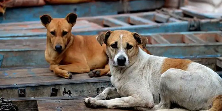 തെരുവ് നായയുടെ കടിയേറ്റ ഏഴുമാസം പ്രായമായ കുട്ടി മരിച്ചു