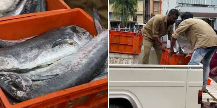 പത്ത് ദിവസത്തെ പഴക്കം,അമോണിയയും, ഭക്ഷ്യസുരക്ഷാ വകുപ്പ് പിടികൂടിയത് 160കിലോ മത്സ്യം