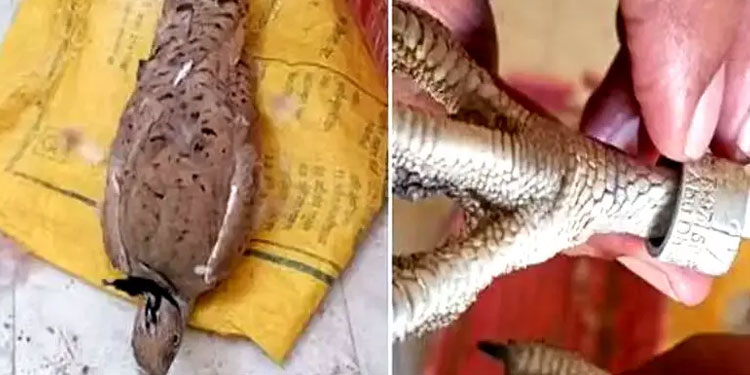 ഇന്ത്യ-പാക് അതിർത്തിയിൽ നിന്നും ടാഗും ചിപ്പും ഘടിപ്പിച്ച ദേശാടന പക്ഷികളെ പിടികൂടി