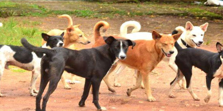 പാലക്കാട്ട് തെരുവുനായ ആക്രമണം; മുഖത്തെ മാംസം കടിച്ചെടുത്തു , 6 പേർക്ക് പരുക്ക്