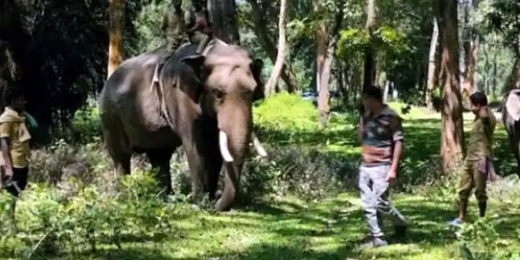 കാടും നാടും ഇളക്കി തിരഞ്ഞു, പിടി തരാതെ കടുവ, ഒടുവില്‍ തേടിയിറങ്ങി ‘വിക്രമും ഭരതും’, ആദ്യ ദിന തിരച്ചില്‍ വിഫലം
