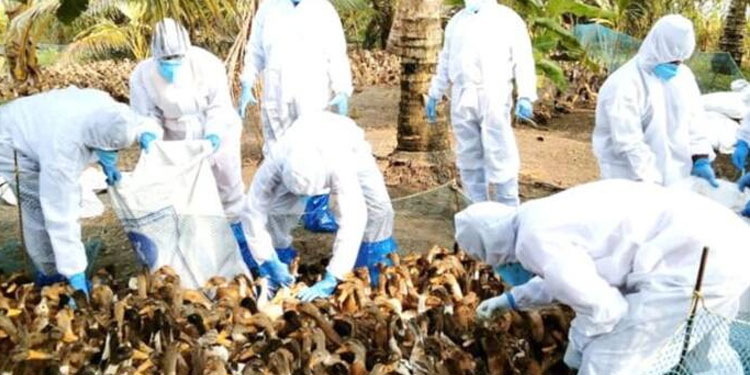 പക്ഷിപ്പനി: ഹരിപ്പാട് മേഖലയിൽ പക്ഷികളുടെ കച്ചവടവും കടത്തലും നിരോധിച്ചു