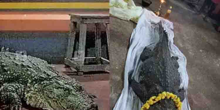 സസ്യാഹാരി, ഭക്തര്‍ക്ക് കൗതുക കാഴ്ചയായിരുന്ന ‘ബബിയ’; കുമ്പള അനന്തപത്മനാഭസ്വാമി ക്ഷേത്രത്തിലെ മുതല മരിച്ചു
