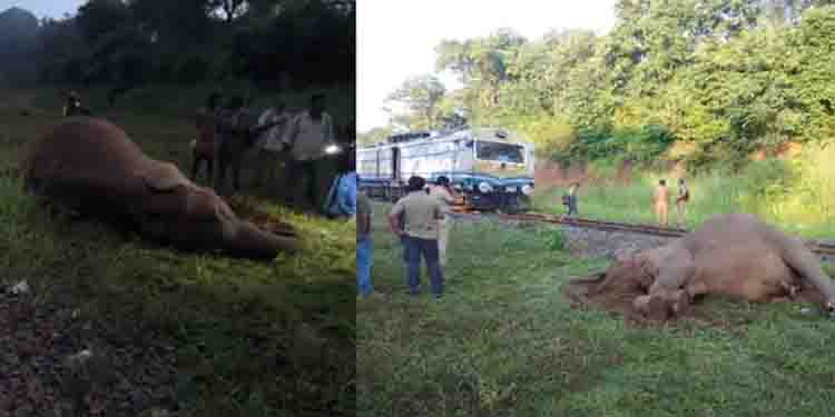 കഞ്ചിക്കോട് ട്രെയിനിടിച്ച് കാട്ടാന ചരിഞ്ഞു, സ്ഥലത്തിന് സമീപത്ത് നിന്ന് മാറാതെ കാട്ടാനക്കൂട്ടം