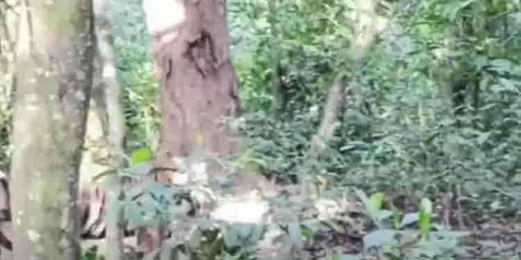 പെരിയാര്‍ സങ്കേതത്തിലെ തടാകത്തില്‍ കടുവയുടെ ജഡം, മുങ്ങിമരിച്ചതെന്ന് നിഗമനം, നാളെ പോസ്റ്റുമോര്‍ട്ടം