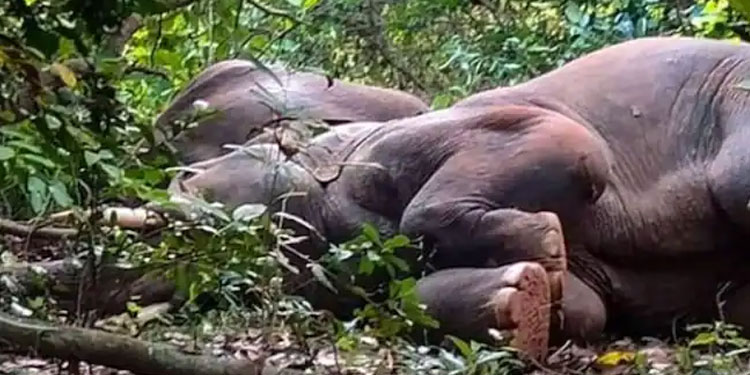 നാടന്‍ വാറ്റ് കഴിച്ച് ഫിറ്റായി മയങ്ങി കാട്ടാനക്കൂട്ടം; ചെണ്ട കൊട്ടി ഉണര്‍ത്തി വനംവകുപ്പ്