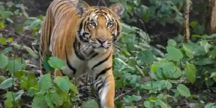 വയനാട്ടില്‍ വീണ്ടും കടുവയിറങ്ങി; ബത്തേരിയില്‍ രണ്ട് വളര്‍ത്തുമൃഗങ്ങളെ കൊന്നു, ഭീതിയില്‍ ജനം