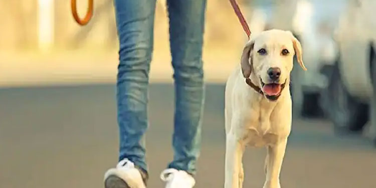 വളർത്തുമൃഗങ്ങളെ രജിസ്റ്റര്‍ ചെയ്തില്ലെങ്കില്‍ പിഴ, മറ്റുള്ളവരെ ആക്രമിച്ചാൽ ഉടമയ്ക്ക് പിഴ 10,000 രൂപ
