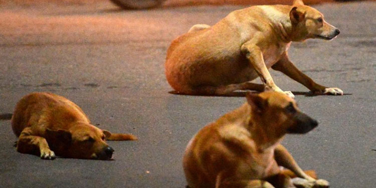 മലപ്പുറത്ത് തെരുവുനായ്ക്കള്‍ നാലുവയസുകാരനെ കടിച്ചുകീറി