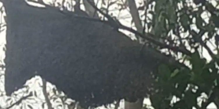 കോഴിക്കോട് കാട്ടുതേനീച്ചയുടെ ആക്രമണം; 9 പേര്‍ക്ക് പരിക്ക്