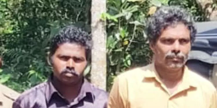 കാട്ടുപന്നികളെ കെണി വെച്ച് പിടിച്ച് ഇറച്ചി വിറ്റു; രണ്ട് പേർ അറസ്റ്റിൽ