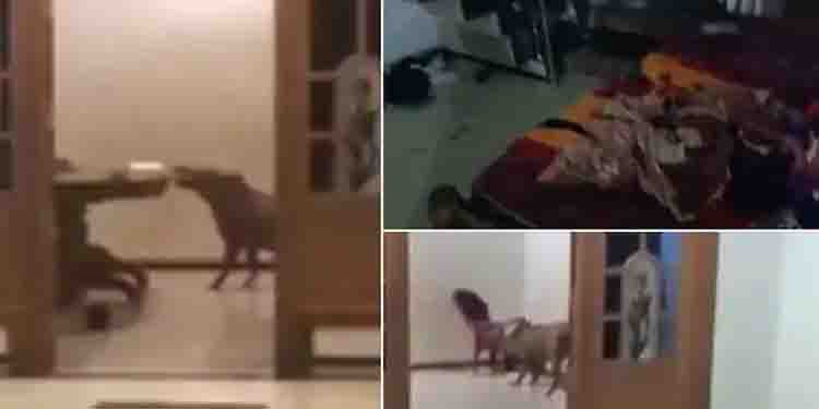 13 വര്‍ഷം; വന്യജീവി അക്രമണത്തില്‍ സംസ്ഥാനത്ത് കൊല്ലപ്പെട്ടത് 1,423 പേര്‍