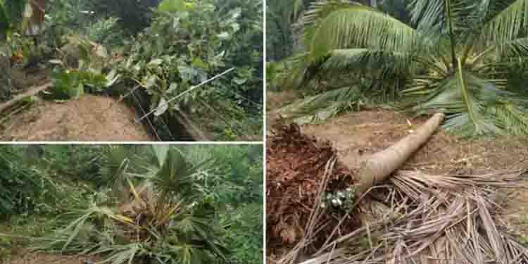 മുതലമടയില്‍ കാട്ടാന ശല്യം രൂക്ഷം; രണ്ട് ദിവസമായി ഒരേ കൃഷിയിടത്തില്‍ കാട്ടാനകളിറങ്ങി കൃഷി നശിപ്പിച്ചു