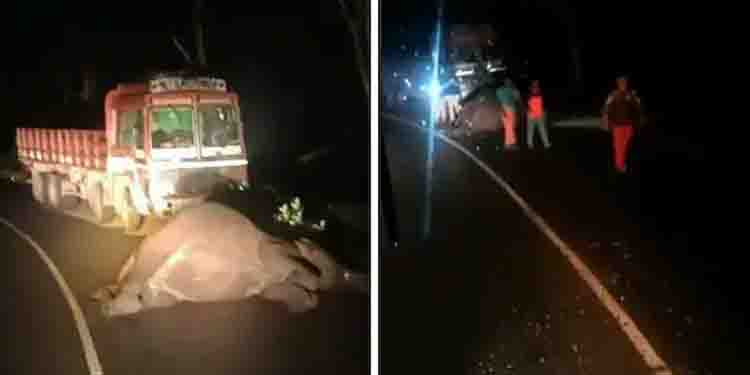 ബന്ദിപ്പൂരിൽ ചരക്കുലോറി ഇടിച്ച് കാട്ടാന ചരിഞ്ഞു,കോഴിക്കോട്- മൈസൂർ ദേശീയ പാതയിൽ ഗതാഗതം തടസപ്പെട്ടു