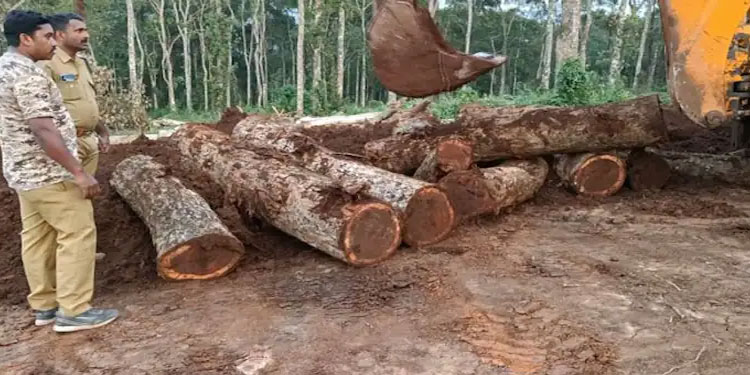 പഞ്ചായത്ത് അംഗത്തിന്‍റെ തടിവെട്ട് കേസ്; തുടർ അന്വേഷണം വൈകുന്നുവെന്ന് ബിജെപിയുടെ ആരോപണം