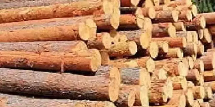മരം മുറിയുമായി ബന്ധപ്പെട്ട് 776 കേസുകൾ രജിസ്റ്റർ ചെയ്തുവെന്ന് എ.കെ ശശീന്ദ്രൻ