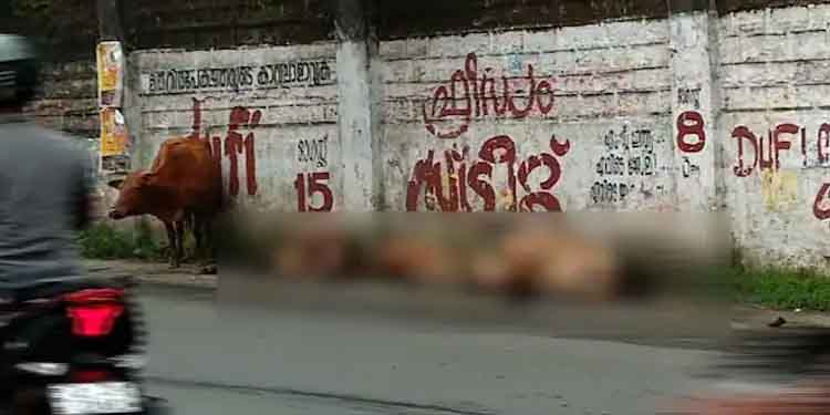 എറണാകുളത്ത് പശുക്കൾ കൂട്ടത്തോടെ ചത്ത നിലയിൽ