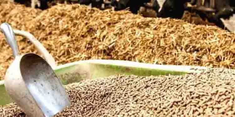 കാലിത്തീറ്റയുടെ വില കുത്തനെ കൂടി,പാൽ വില വർധനയുടെ ​ഗുണം കിട്ടുന്നില്ല; പരാതിയുമായി കർഷകർ