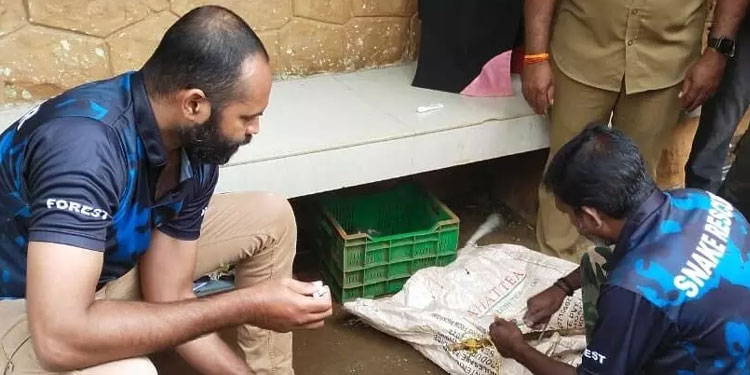 സന്നിധാനത്ത് ഷോക്കേറ്റ സിംഹവാലൻ കുരങ്ങിന് രക്ഷകരായി വനംവകുപ്പ്