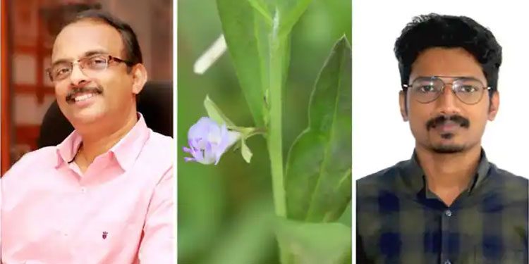 ഇടുക്കിയിൽ നിന്ന് പുതിയ സസ്യം, ‘ഇടുക്കി’യെന്ന് പേരും നൽകി; നേട്ടവുമായി കാലിക്കറ്റ് സർവ്വകലാശാലയിലെ ഗവേഷകര്‍