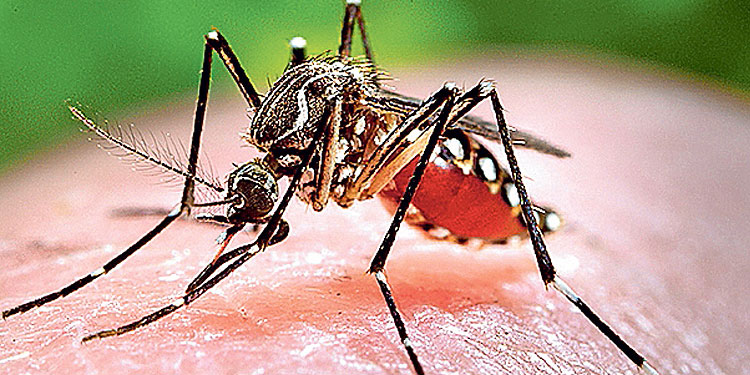 വടകരയിൽ 10 വയസ്സുകാരിക്ക് ജപ്പാൻ ജ്വരം