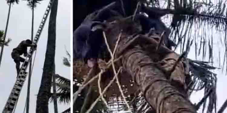 യന്ത്രം ഉപയോ​ഗിച്ച് തെങ്ങിൽ കയറി; ഇറങ്ങവേ തലകീഴായി മറിഞ്ഞ് കാൽ കുരുങ്ങി തൂങ്ങിക്കിടന്നത് 2 മണിക്കൂർ