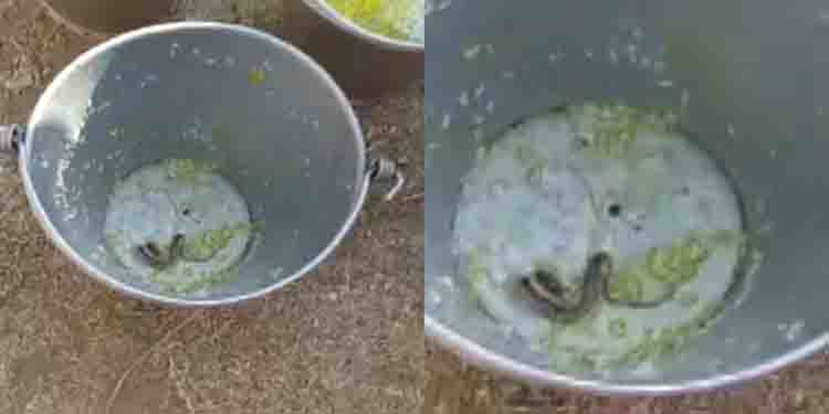 ബംഗാളിൽ സ്‌കൂളിലെ ഉച്ചഭക്ഷണത്തിൽ പാമ്പ്; നിരവധി വിദ്യാര്‍ത്ഥികള്‍ ആശുപത്രിയില്‍
