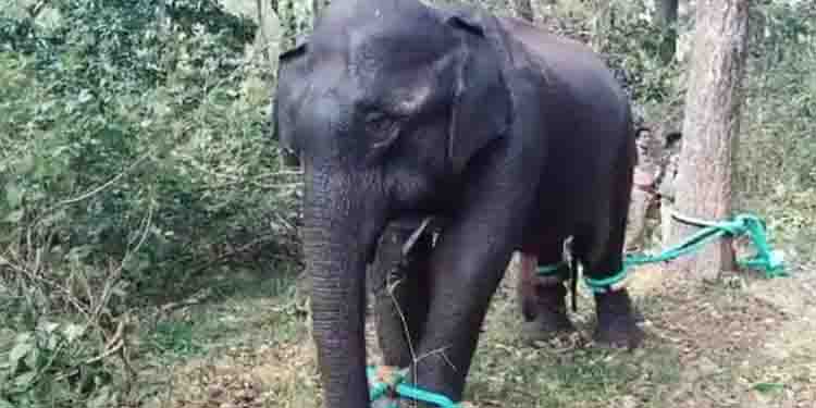പിഎം 2 കാട്ടാന മെഡിക്കൽ സംഘത്തിന്‍റെ നിരീക്ഷണത്തിൽ
