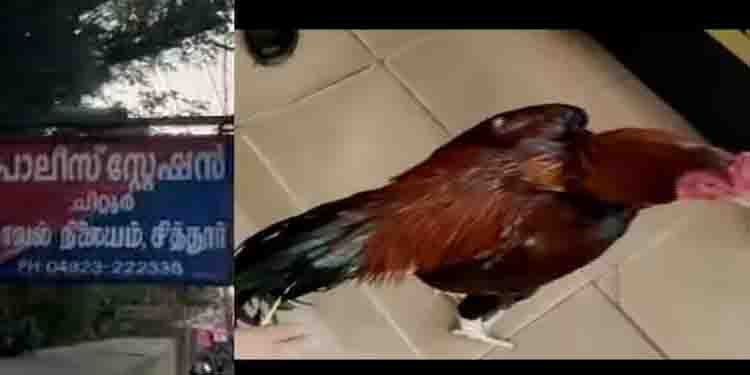 തൊണ്ടിമുതല്‍ പോരുകോഴികള്‍; പോലീസ് സ്റ്റേഷനിൽ കോഴികൾക്കായി ലേലം വിളി