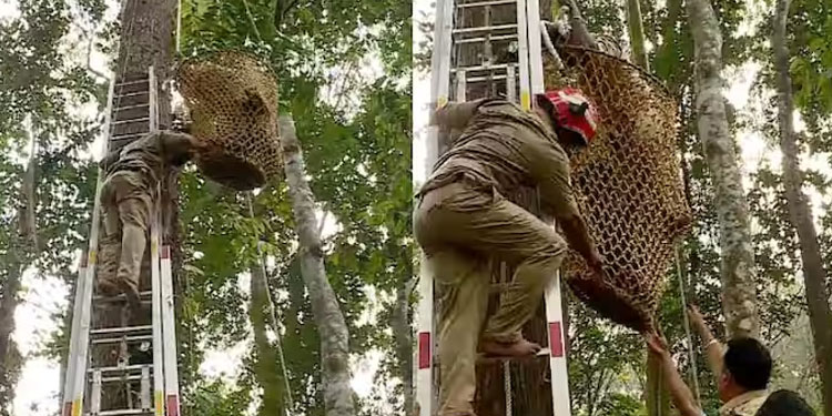 പത്തനംതിട്ടയിൽ മരം വെട്ടുന്നതിനിടെ വാൾ കൊണ്ട് കാല് മുറിഞ്ഞു, തൊഴിലാളി മരത്തിൽ കുടുങ്ങി , രക്ഷകരായി ഫയർഫോഴ്സ്