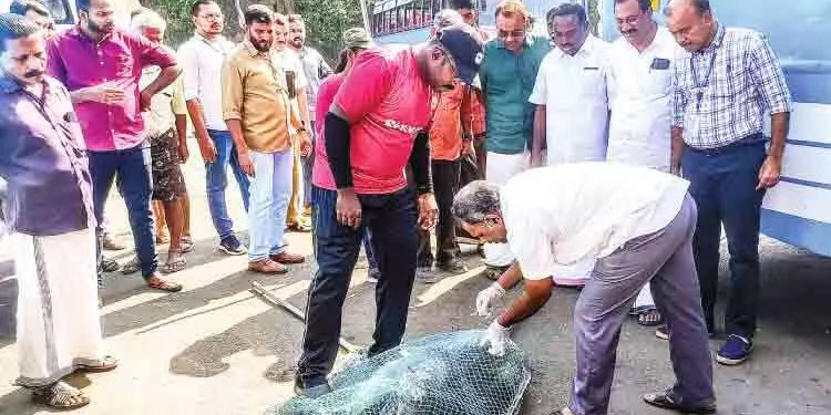 പേ വിഷബാധ: മഞ്ചേരിയിൽ തെരുവുനായ്ക്കൾക്ക് കുത്തിവെപ്പ് തുടങ്ങി