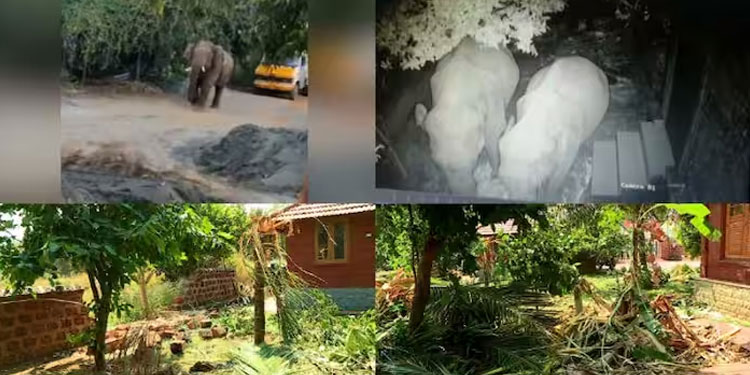 അകത്തേത്തറയിൽ ജനത്തിന് ഭീഷണിയായി മൂന്ന് കാട്ടാനകൾ, പിടി 7 നെ പിടിക്കാനുള്ള ശ്രമം തുടർന്ന് വനം വകുപ്പ്