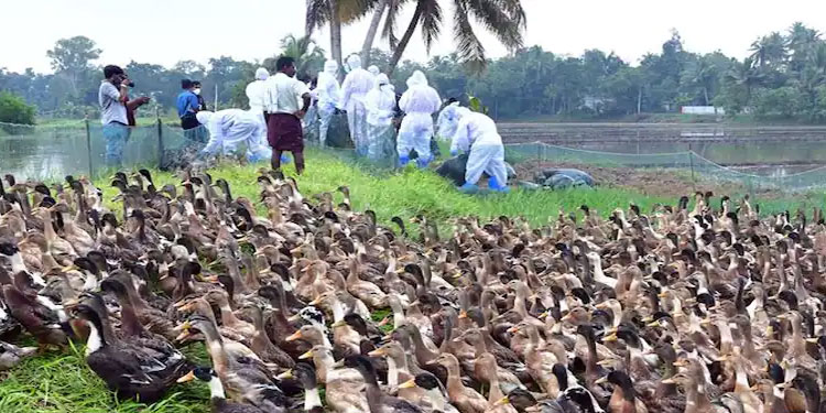 പക്ഷിപ്പനി സ്ഥിരീകരിച്ച നെടുമ്പ്രയിൽ പ്രതിരോധ പ്രവര്‍ത്തനങ്ങൾ തുടങ്ങി: ആയിരകണക്കിന് പക്ഷികളെ കൊല്ലും