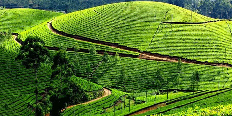 ബഫർ സോണിൽ ആകെ ലഭിച്ചത് 63,500 പരാതികൾ; 24,528 എണ്ണം പരിഹരിച്ചു