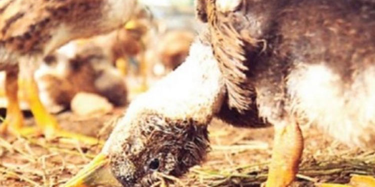പക്ഷിപ്പനി: ആരോഗ്യ വകുപ്പ് ജില്ലകള്‍ക്ക് ജാഗ്രതാ നിര്‍ദേശം നല്‍കി