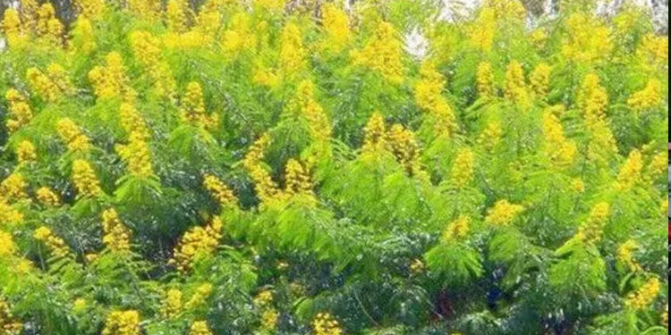 വയനാട്ടിലെ വനഭൂമിയിൽ മഞ്ഞക്കൊന്ന വ്യാപിച്ചത് 30393 ഏക്കറിൽ