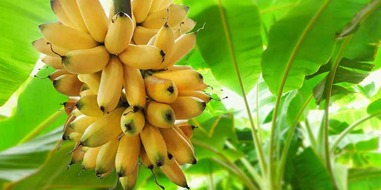 അം​ഗ​ൻ​വാ​ടി​ കുട്ടികൾക്കുള്ള വാ​ഴ​ക്കു​ല പഞ്ചായത്ത് പ്രസിഡന്‍റ്​ മോഷ്ടിച്ചെന്ന്