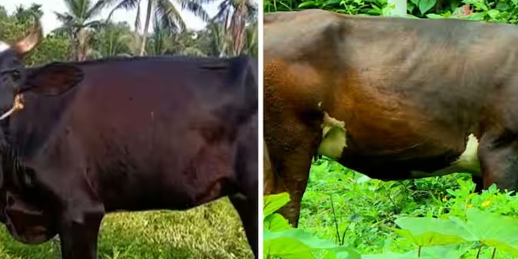 ചർമ്മമുഴ രോഗം വ്യാപകമാകുന്നു : നിരവധി പശുക്കള്‍ ചത്തു,ക്ഷീര കർഷകർ പ്രതിസന്ധിയിൽ
