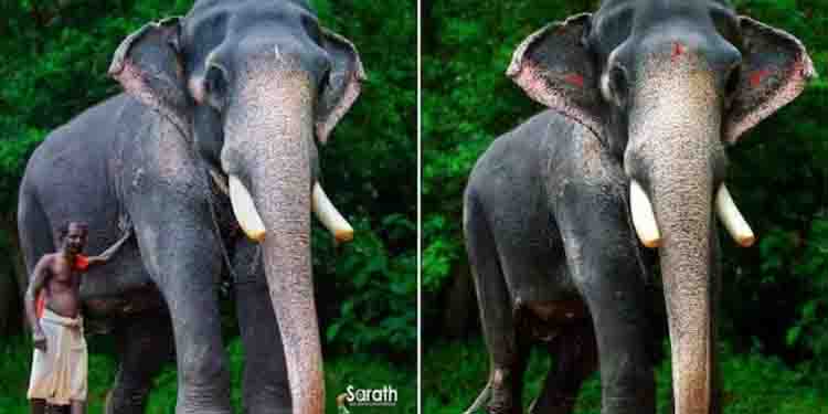 എഴുന്നള്ളത്തുകളിലെ തലപ്പൊക്കം ഇനി ഓർമ; ചെർപ്പുളശ്ശേരി അയ്യപ്പൻ ചരിഞ്ഞു