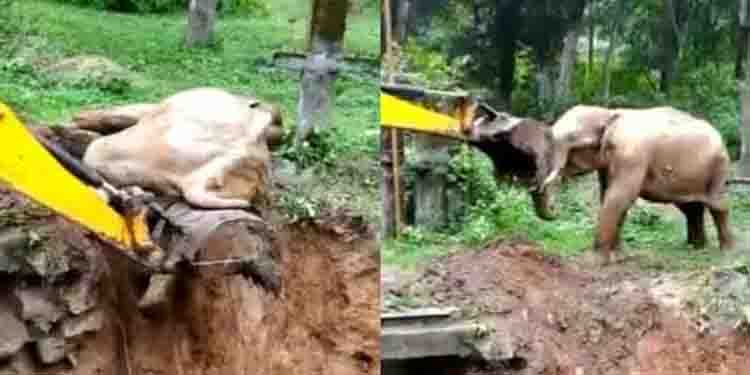 കുഴിയില്‍ നിന്ന് തള്ളിക്കയറ്റിയ ജെസിബി കയ്യുമായി കൊമ്പ് കോര്‍ത്ത് കാട്ടാന, പടക്കം പൊട്ടിച്ച് വനപാലകര്‍
