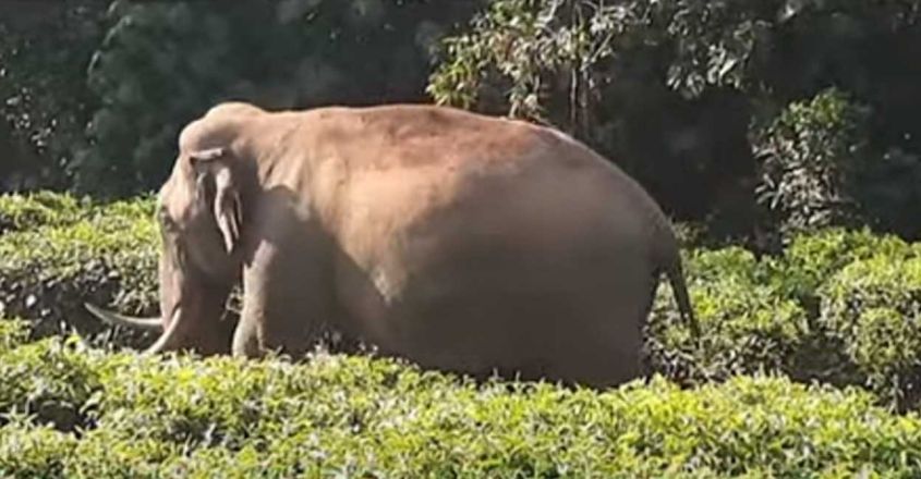 പടയപ്പ വീണ്ടും നാട്ടിലിറങ്ങി; കടലാറിൽ റേഷൻകട തകർത്തു