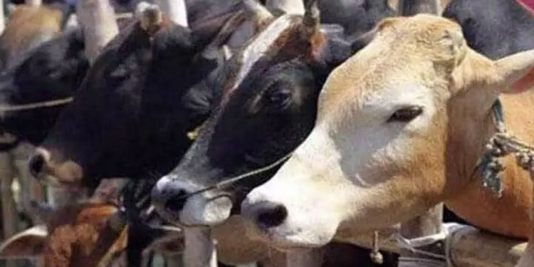 സർക്കാർ വിതരണം ചെയ്ത കാലിത്തീറ്റ നൽകിയ കന്നുകാലികൾക്ക് ഭക്ഷ്യ വിഷബാധ