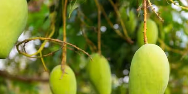 മലപ്പുറത്ത് മാങ്ങ പറിച്ച കുട്ടികളെ മർദ്ദിച്ചു, ഷർട്ട് ഊരിവാങ്ങി, ആശുപത്രിയിലായി, പൊലീസ് കേസെടുത്തു
