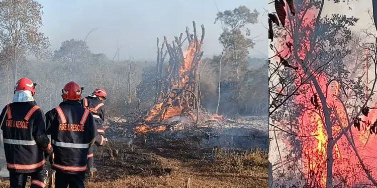 വയനാട് വന്യജീവി സങ്കേതത്തില്‍ തീപിടിത്തം; അണച്ചത് നാലു മണിക്കൂർ കൊണ്ട്
