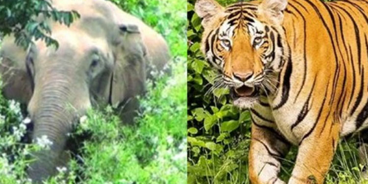 കാട്ടാനകളുടെയും കടുവകളുടെയും കണക്കെടുക്കുന്നു